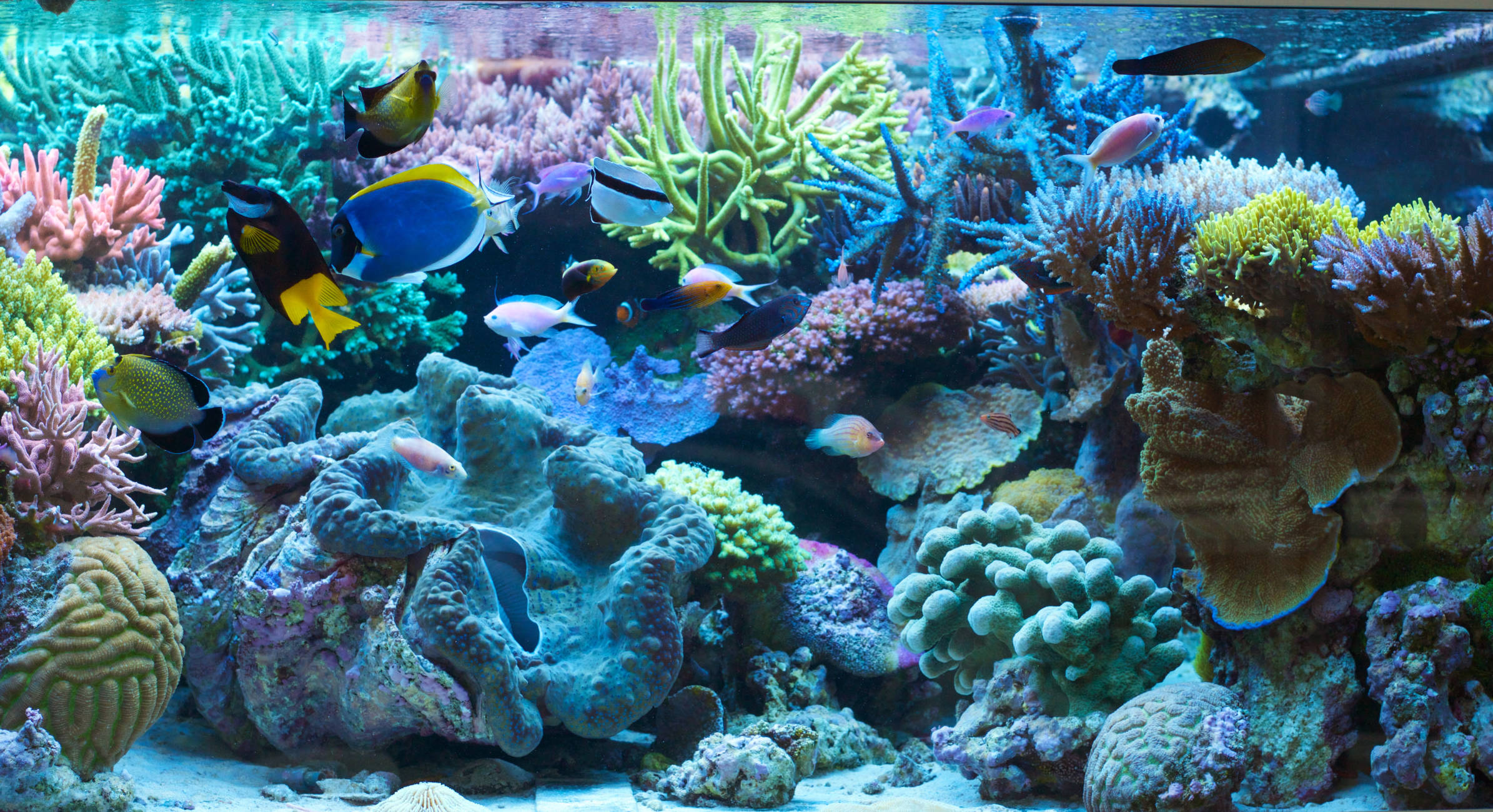 TRITON show reef aquarium at Düsseldorf headquarters