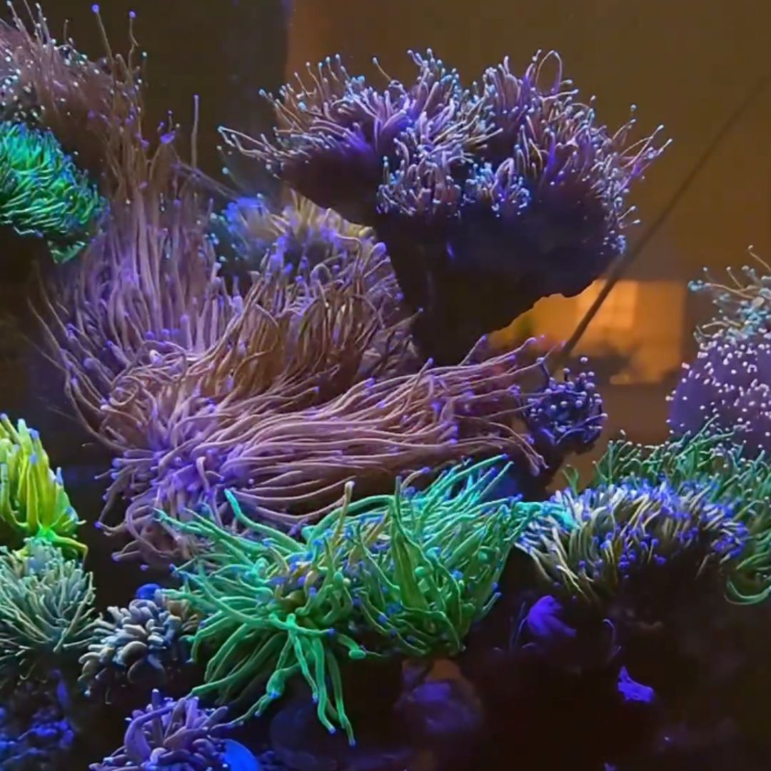 SPS reef aquarium Brazil
